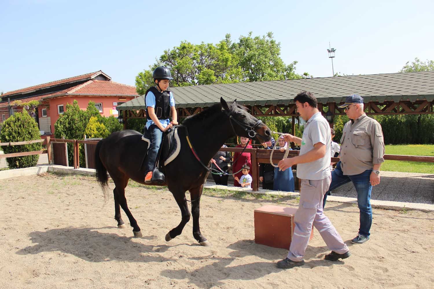 At Biniş Eğitimleri (2016) - 217